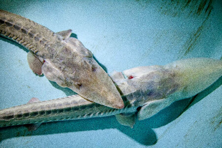 Pallid sturgeon-2