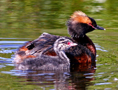 Horned grebe with young