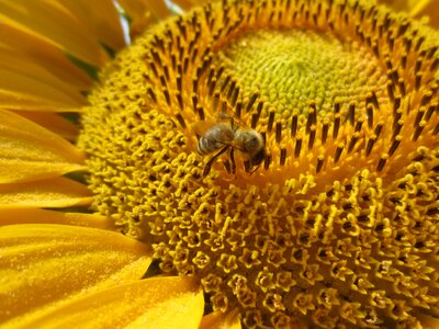 Sunflower close up bee photo