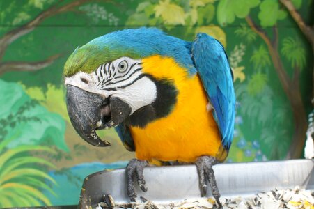 Parrot ara safari park gelendzhik