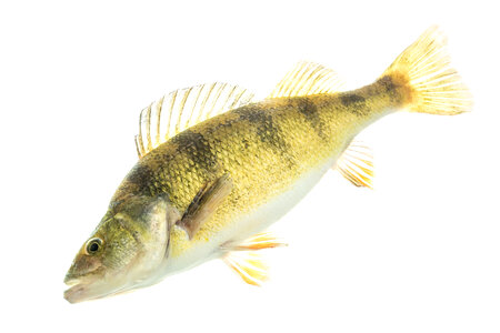 Yellow perch-16 photo