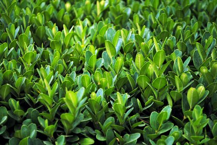 Leafy flora greenery