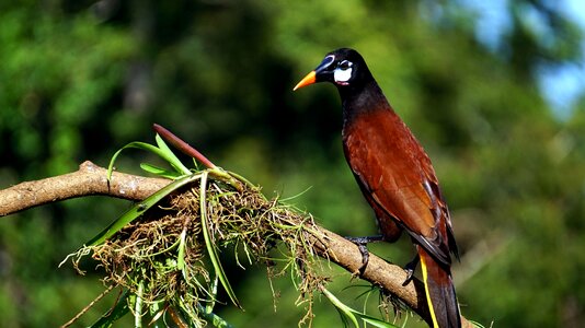 Bird branch exotic photo