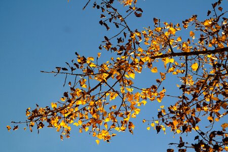 Fall foliage leaves in the autumn yellow photo