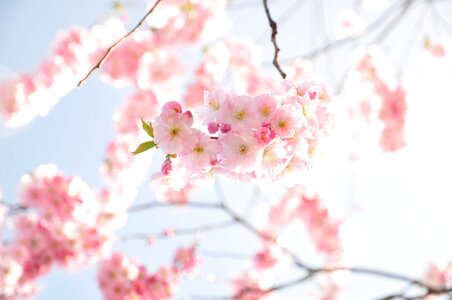 Flowers blooming spring photo