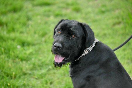 Schnauzer hunting dog canine