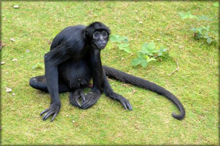 Forest devil animal wildlife