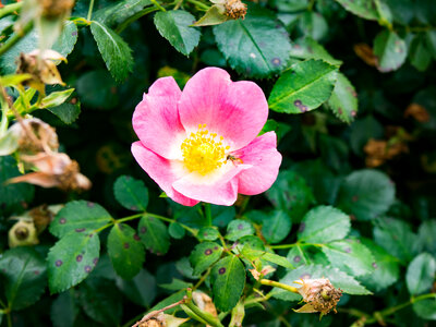 Pink and Yellow Flower photo