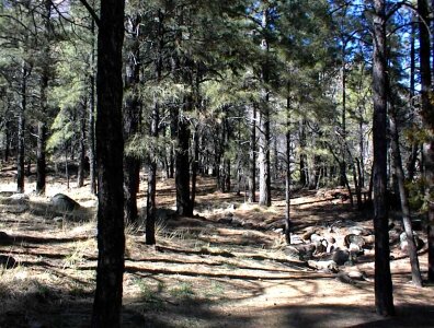 Around forest media