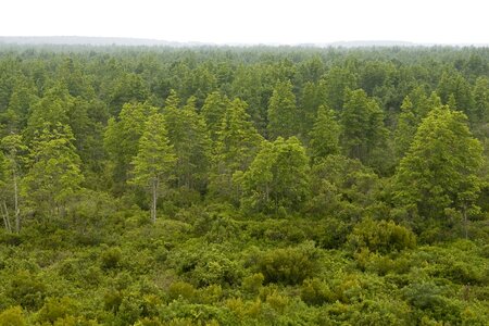 Forest greenery monitoring
