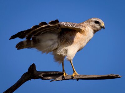 Hawk predator wildlife photo