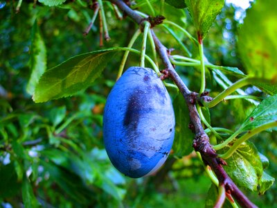 Plum tree fruit