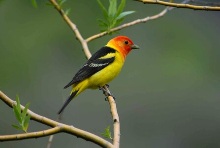 Male tanager birds
