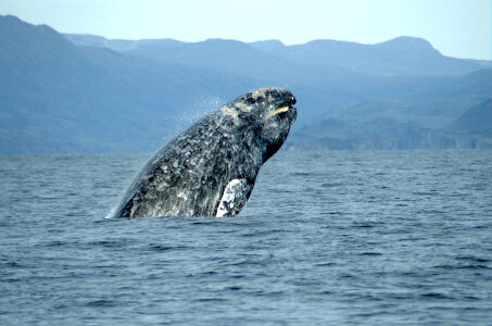 Whale jumping out of water in Baja California