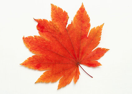 colorful autumn maple leaf photo