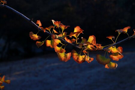 Season yellow green