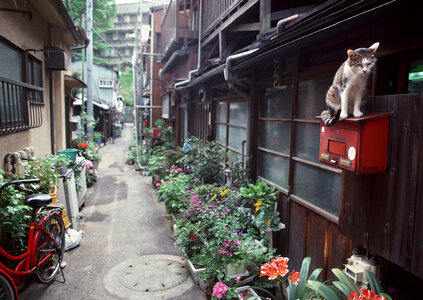Beautiful old houses in Japan photo