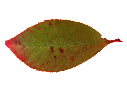Leaf isolated on a white background photo