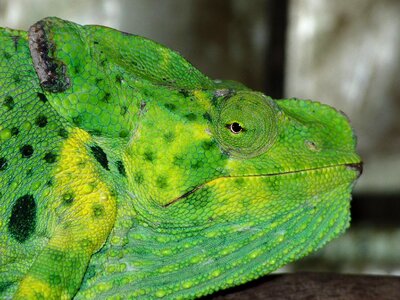 Chameleon chamaeleonidae reptile