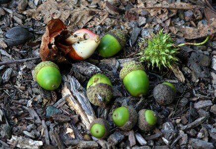 Bulb nuts scattered