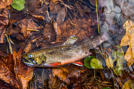 Brook Trout from Seneca Creek photo