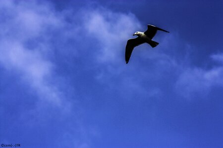 Head at the top of the seagull
