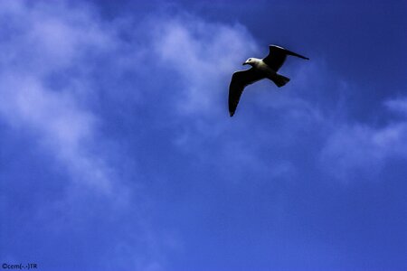 Head at the top of the seagull photo