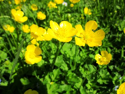 Giant buttercup flora wildflower