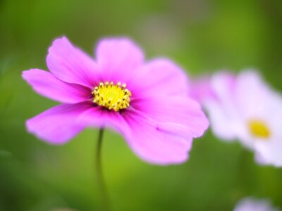 Fantasy flowers one flower