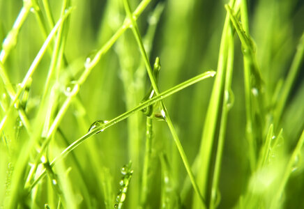 spring green grass photo