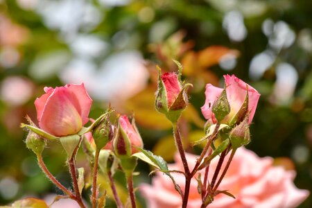 Bug insect roses
