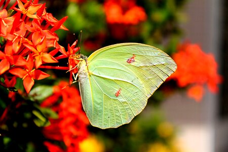 Wings freedom colorful photo