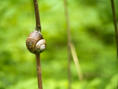 Snail branch Free photos