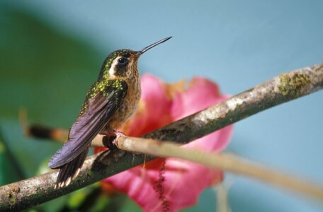 Tropical trochilidae small photo