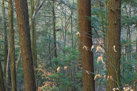 Autumn conifer conifers