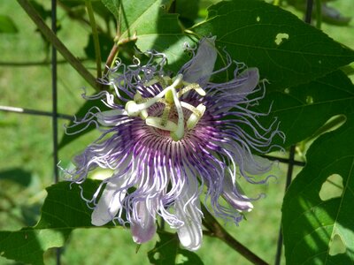 Plant natural blossom
