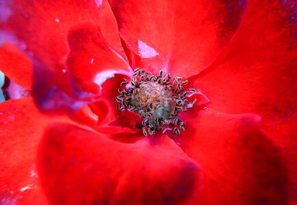 Beautiful beautiful flowers blooming