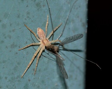 Prey insects nature