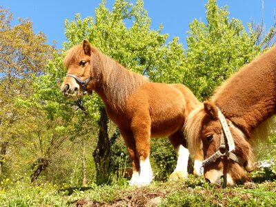 Horse shetland pony animal photo