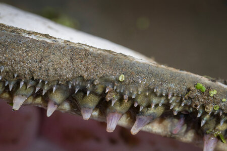 Alligator gar-2 photo