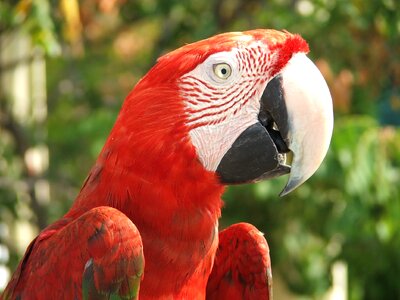 Birds animals zoo photo