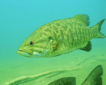 Detailed fish Micropterus dolomieu