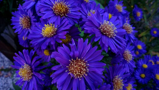 Asters autumn bouquet