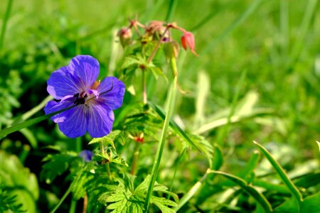 Beautiful Flowers bloom blooming photo