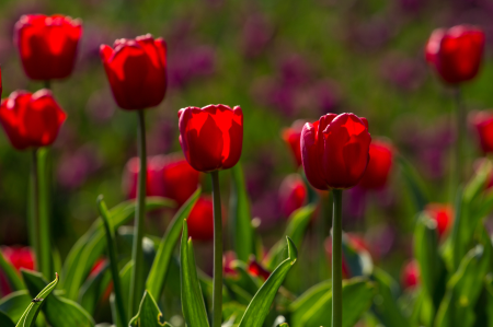 Colorful red flowers