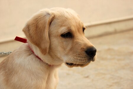 Pet sad tired