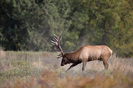 Bull Elk in rut-2 photo