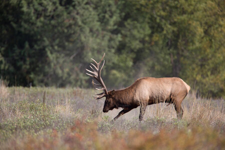 Bull Elk in rut-2