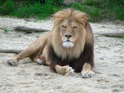 Lion wild animal predator photo