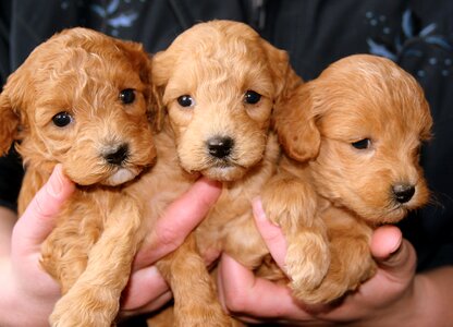 Golden doggies brown puppy